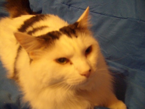 SnickersLazyCat's profile picture. Love God, Country, and Animals. 🇺🇸