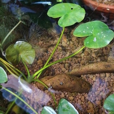 メダカと釣りを愛するらーめん屋🍜 昨年の春からメダカを飼い始めて今年2年目✌️ 完全なる趣味アカ👍