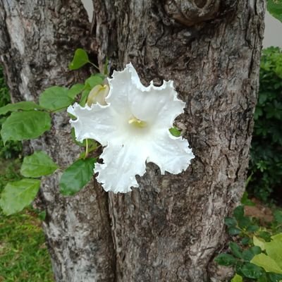 THQCyqF31dtmvz5's profile picture. ไม่มี