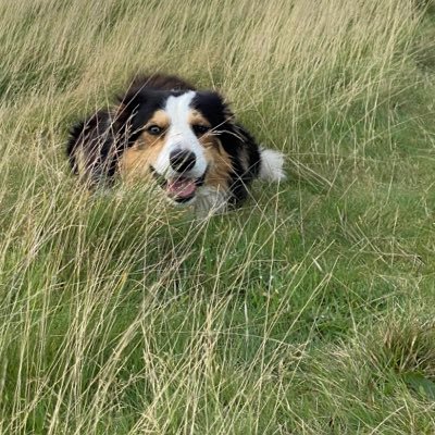 I am Nemo now an Angel. Together at the bridge with Jessmum, Bella & Marshall. Tyler Border Collie is now in charge @bearboating.https://t.co/VD8keEoQl5