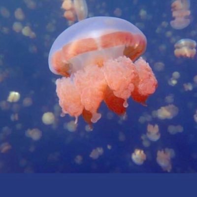 nian_shiun's profile picture. 