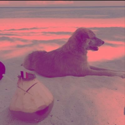 NINAesque's profile picture. 