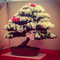 North of England Bonsai(@NOEBonsai) 's Twitter Profile Photo