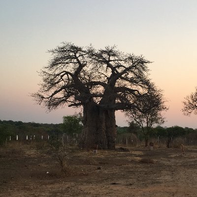 jumaelizabeth4's profile picture. Mama, research scientist, public health physician. Give me sunsets in May...