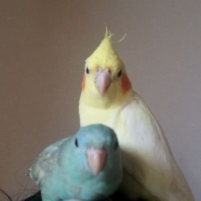 オカメインコ、白文鳥、桜文鳥、シルバー文鳥、サザナミインコの計5羽と暮らしています。鳥さん達の魅力にどっぷりハマっている日々です。