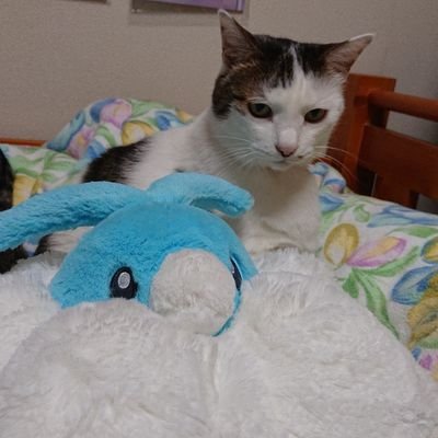 とうふさんのプロフィール画像