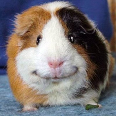 Hello Guinea Pig lovers.
We love to post daily about Guinea Pig
Please follow for more.!