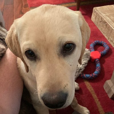 Girl Dad. Principal at BGR PR, Head of BGR Analytics. Korea-watcher. https://t.co/pfOdWUI8xT. hillbilly. Author of