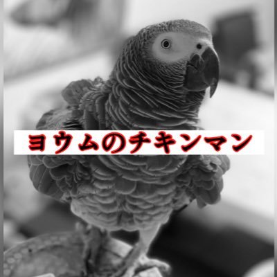 ヨウムのチキンマンです!ナニコレ珍百景にオナラの音真似をするヨウムですこーし出ました!YouTube #チキンマン びびりな #ヨウム (#チキンマン )仲良くしてください🐦♡ 飼い主インスタhttps://t.co/QJ3x6ZjnD6
