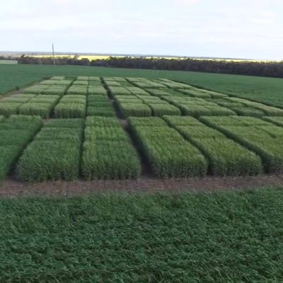 agro_brad's profile picture. Agronomist and Branch Manager in Great Southern WA.”views are my own not my employers”