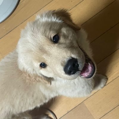 ゴールデンの男の子ボンギュ🐶2021/6/13生まれの元気すぎるヤンチャボーイを、2021/8/25にお迎えしました！ボンちゃんの日常を呟いていきたいなと思います！主は長女です！お友達いっぱいできたら嬉しいです😊無言フォロー失礼します🙇‍♀️無言フォロー大歓迎です！