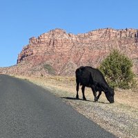 neodotus (@neodotus) 's Twitter Profile