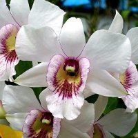 1000 Bunga Orchid(@Pak_Dhe_Orchid) 's Twitter Profile Photo