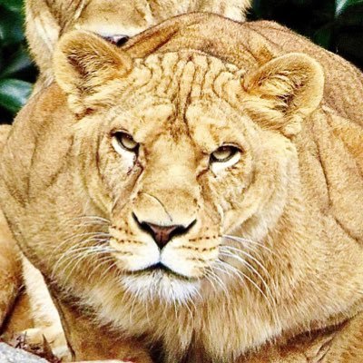5050n0yukari's profile picture. 動物(猫科)大好き💕👍I take most photos and videos of animals at Zoo.無断使用禁止 ❌pics and videos are mine