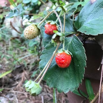 aNYPa7jZdHCVJJq's profile picture. 