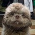oh? (@medamonyus) Twitter profile photo oh? (@medamonyus) Twitter profile photo