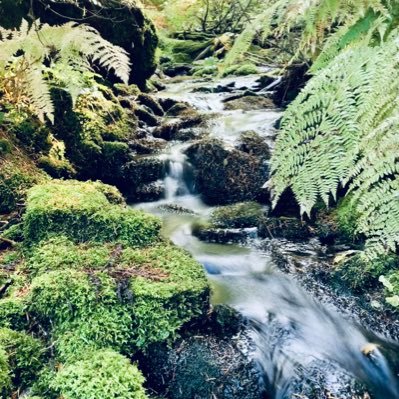 Hoh rainforest walking tour videos audio downloads and photography