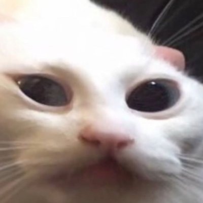 yeetmeister449's profile picture. born 360ppm