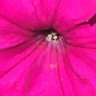 coralivesey's profile picture. Peace. Artist. Quaker pacifist. Start diplomatic dialogue. Stop bombing. RTs not endorsements, but other sides in debate. Democracy is free speech.