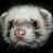 DepressedFerret's profile image