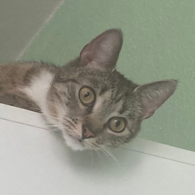 Elanius42's profile picture. Praha, historie, politika, právo, cestování, šachy, kočky