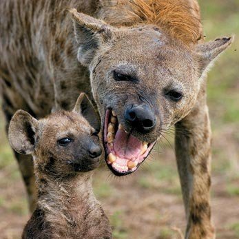 hyena_offcl's profile picture. கும்பலாக சுத்துவோம் நாங்க அய்யோ அம்மான்னு கத்துவோம் தட்டி கேட்க நினைச்ச உன்னை வாயிலே குத்துவோம்...