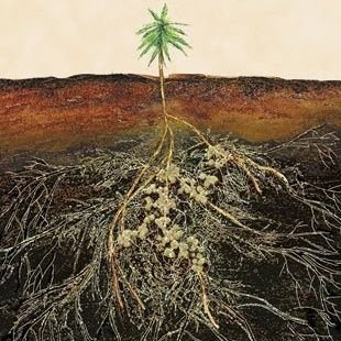 let's get mummified
bog | they/them
white settler on duwamish land
@peatbogbody@kolektiva.social