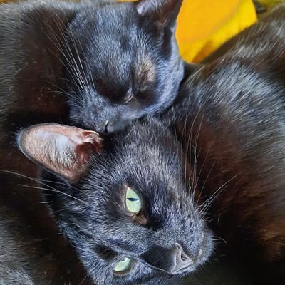 ForeverCaturday's profile picture. Just two black cats living their best lives