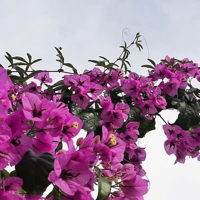 LinaAna_nl's profile picture. 