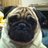 trishied2011's profile image