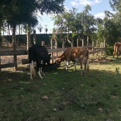 KipkogeiKevin's profile picture. politiq