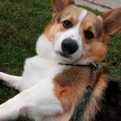 Loves Walks, Humans, Food, And posing for paperazzi.