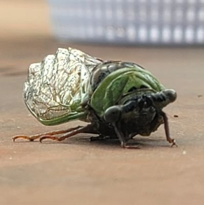 changeableminds's profile picture. Learning.