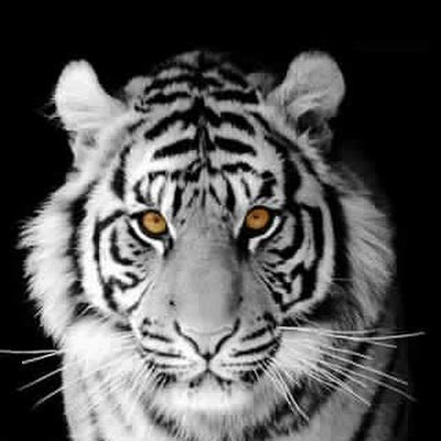 AliHAWK10's profile picture. 