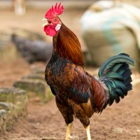 Red Beard (@ginger_louis) 's Twitter Profile Photo