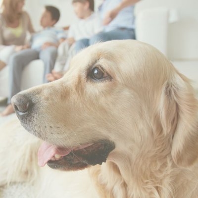 愛媛大学発のベンチャー企業
犬猫の遺伝子病検査、腸内細菌検査、親子判定の幅広い検査を提供しております。
遺伝子検査を行うことで、遺伝的に変異を持つ子犬・子猫の誕生を避け、愛犬・愛猫が抱える遺伝子病の予防や対策をすることができます。
🧬ペットの検査申込はサイトから↓