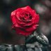 غيمه (@altaraf1406) Twitter profile photo غيمه (@altaraf1406) Twitter profile photo