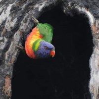 @kelvinparam@mastodon.au Kelvin Param (@kelvinparam) 's Twitter Profile Photo