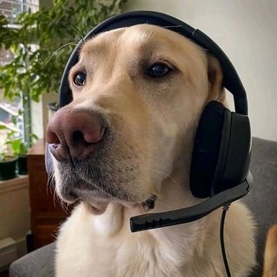 moecoquito's profile picture. me gustan los gatos y el quesillo