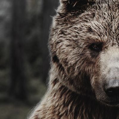 originapapabear Profile Picture