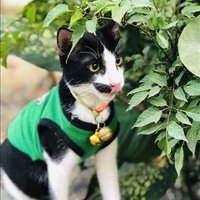 Albert Scarlette ❤️ Memecoin (@albertscarlette) 's Twitter Profile