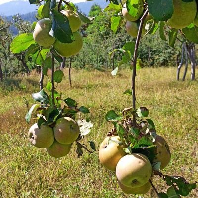 munir297ahmed's profile picture. RTs are not endorsements