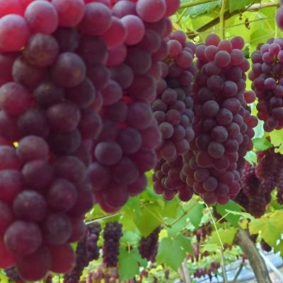 かねとも葡萄農園【ぶどう直売&ぶどう狩り】（大阪府柏原市