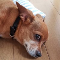 shitanaga (@shitanaga0810) Twitter profile photo