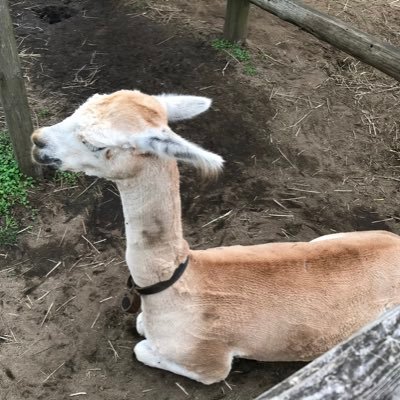 widarscanbetsu's profile picture. 株式会社WOGOのべつです。WiDAR SCANの開発/広報担当。公式アカウント@wogokoro1 の中の人。ビジネスツイ廃。
メタバース、XR、ビデオゲーム業界で自分が興味持ったことをつぶやきます。