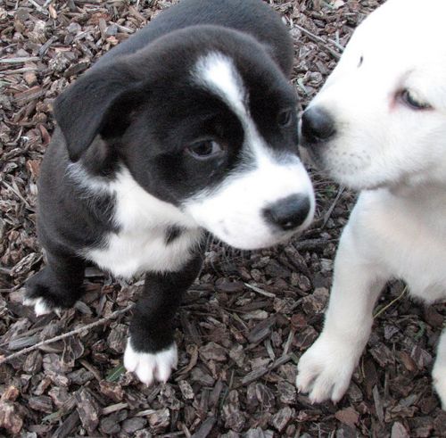 Daily tips, pictures, and other treats all related to Border Collies! What could possibly be cuter than a Border Collie? They are so friendly and smart!