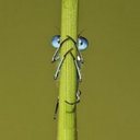 albert BERNALES - @albertBERNALES6 - Twitter