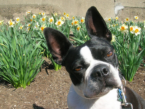 A place for all those Boston Terrier lovers to come together! Enjoy daily tweets about your favorite animal!