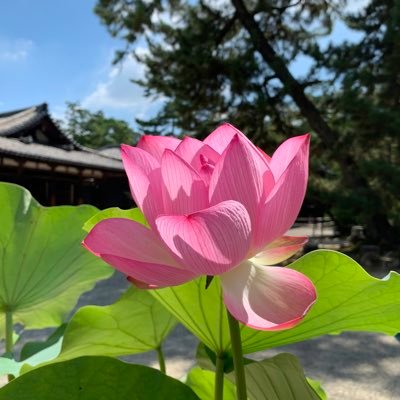 howtosurvive8's profile picture. コロナが終わっても、もうこの世の中元の通りには戻らない。さあ、どうやってこれから生きてゆこう？そのほか感じる事など。