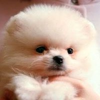 エトピー (@slef2cfagf4y5kd) 's Twitter Profile